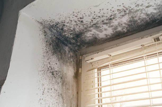 Affordable Basement Mold Removal solutions in Terre Hill, PA