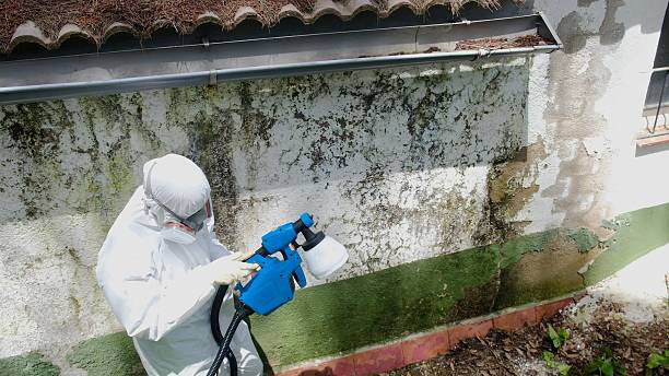 Trusted Mold Inspection service in Terre Hill, PA - Cheap Mold Removal
